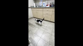 Wet Paws Keep Corpulent Cat Grounded