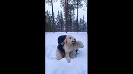 Double Doodle Snow Pile