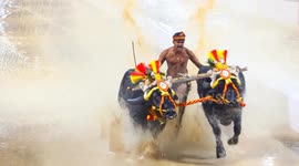 Kambala, a popular buffalo racing contest of the coastal Karnataka region make a splash in IT Capital in Southern India