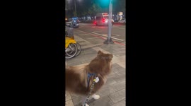 Malamutes Sing Along With Passing Ambulance