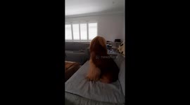 Harumph! Grumpy dog throws tantrum because Grandpa is late to take him walkies