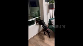 Persistent Pupper Barely Manages To Squeeze Through Window