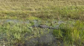 Alligator devouring snapping turtle in Florida’s Loxahatchee animal reserve