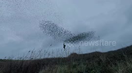 Spectacular murmuration as thousands of starlings swarm above Poldhu Cove, Cornwall