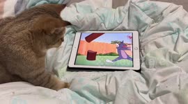Pet cat has lightning fast reaction to Tom and Jerry cartoon