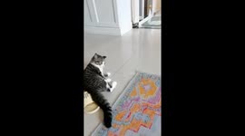 Cat has amusing reaction when owner points finger at it