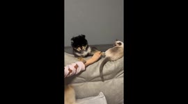 Puppies refuse to touch cat while owners try to tease it with their paws