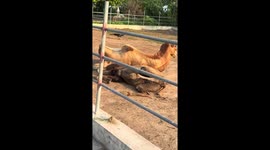 Camel lies on top of friend's head making him shriek