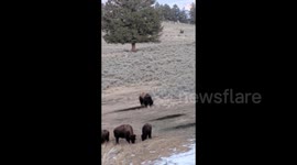 Bison crossing and curious coyote: a Yellowstone family wildlife adventure