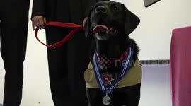 Britain's longest-serving Fire Investigation Dog receives PDSA Order of Merit medal in Stevenage, UK