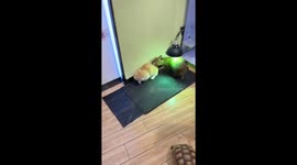 Pushy pet capybara plays rough with cat