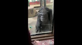 Chinese gorilla has hilarious reaction to a popped balloon
