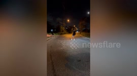 Python lunges at motorist who tries to kick it out of road