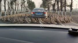 Quirky Road Encounter: Ducks Perform a Unique Dance Around Car in Southern China
