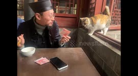 Playful Exchange Between Daoist and Curious Stray Cat in Southwest China