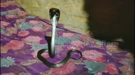 Indian family shocked to wake up next to a cobra on their bed