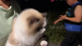 Wobbling Kitten's First Outdoor Adventure in Southwest China