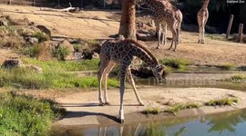 Baby giraffe struggles to drink water from pond because of its long legs