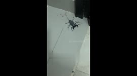 Extremely Creepy Crawly In The House