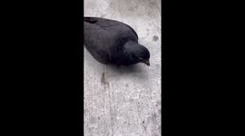 Rescuing A Pigeon Tangled Up With String