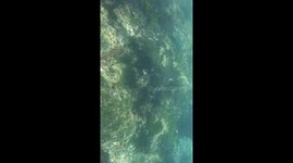 Lobos marinos libres nadando en aguas del Golfo Nuevo, en Península Valdés, Argentina