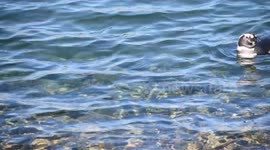 Grupo de pingüinos de Magallanes nadando en Caleta Valdés, Península Valdes