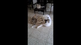 Chihuahua Puppy Tries to Play With Huskies