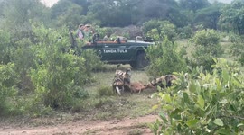 African Wild Dogs Feast on Impala Carcass