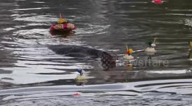 Locals release candle-lit baskets for Loy Krathong festival in Thailand