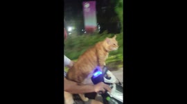 Friendly motorbike rider takes a joyful cruise with an adorable cat in central Jakarta, Indonesia