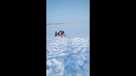 Boy play fights with calf in the snow in China