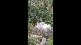 Evolution in action! Monkey polishes stone against larger rock