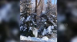 Wild Siberian tiger peeks out from bushes as friends watch in China