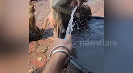 Monkeys drink and splash water from local's basin