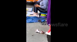 Mouse's chestnut theft foiled by sewer grate, amusing Chinese vendors