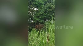 Wild elephant sneaks into villager's garden to eat fruit
