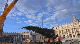 The arrival of Christmas tree in St. Peter's Square in Vatican