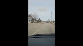 Four wild turkeys follow postman across road days before Thanksgiving