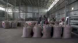 Pine nut exports to China spur job opportunities for Afghans