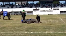 Book them for diving! Play-acting elephants feign injury at jumbo football game