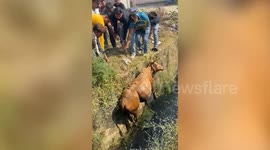 Cow rescued after it fell into open drain in central India