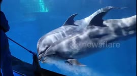Curious dolphins playfully engage with mop as aquarium staff cleans tank