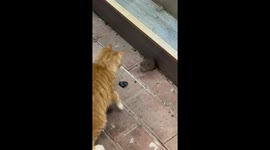 Plucky rodent fights back against cat toying with it in China