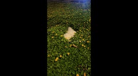 Pet Samoyed pops up from bushes while playing hide-and-seek