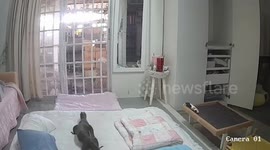 Fortune teller shocked to see monitor lizard on CCTV wandering around bedroom