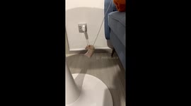 It's a hangster! Pet hamster hangs from phone charger cable like a circus acrobat
