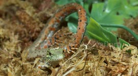Zoo becomes first in the world to breed crocodile tegus
