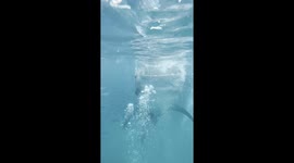 Huge whale shark joins swimmers on beach in the Philippines