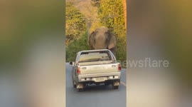 Toll road: Wild elephant sniffs cars for food before letting them pass through mountain