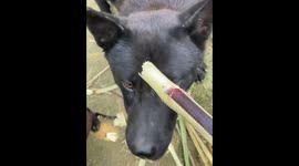 Clever Puppy in Southern China Masters Sugar Cane Eating Tricks